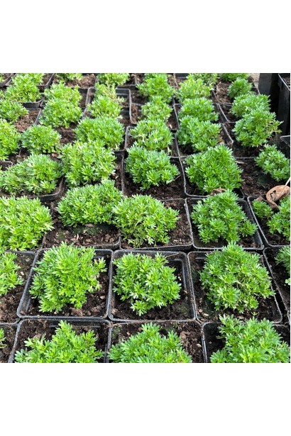 Ломикамінь Піксі Пан Ред саджанці в садовому центрі